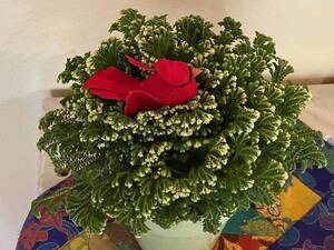 Carousel image 02be6a26d996b6e9ae90 best crop b890d8b0df54281ceca5 frosty fern  selaginella  melinda myers llc