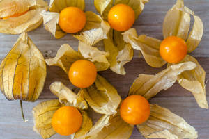 Fresh juicy organic ground cherry (cape gooseberry), physalis