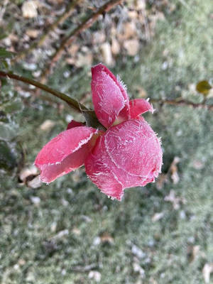 Carousel image a853d7ebe8d7498b4668 200e2ad88b5db0a49999 freezing temperatures   rose  freeze  weather  frost