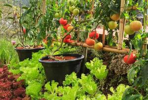 Carousel image 17d12be3cb9aedde163c garden 2