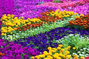 Carousel image 876ac0e2a27479fc4dd6 garden 6