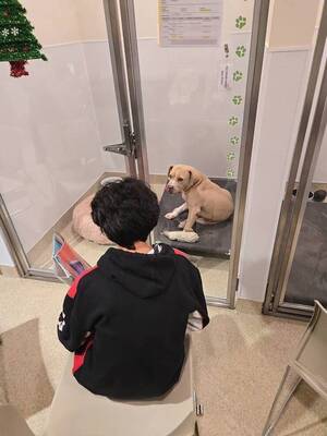 Carousel image bd41e447b5658d686472 best crop a2a2afd200f958b68a8b hartford elementary kids read to animal shelter dogs   cats   01