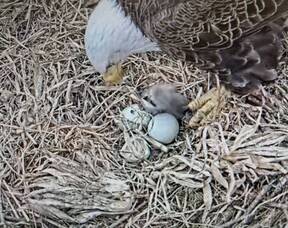 Carousel image 8d3380de1e87a07e6597 best crop 434d3d5919f8ad348993 hillspixeagle2025dayonemomandchick