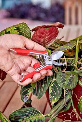 Carousel image ad04f381c896b7ab9780 best crop 41a1ad59c7d63ce9e62e houseplant pruner photo credit corona tools