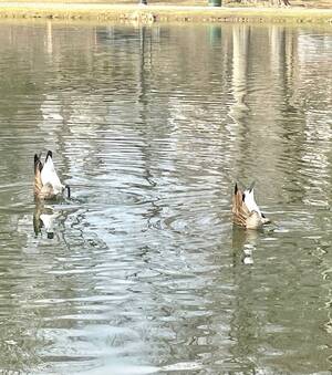 Carousel image 8be4ea anada goose