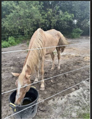 Carousel image 9c8ba913dd4dbc14fb49 mini magick20251124 3549018 117v2k7