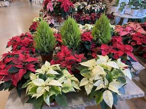 Carousel image ea8f7fd1290d74a5da7d best crop 5b15d5c63d767df22523 best crop 22d4b3a6e17ac6e1832b best crop 5d4b98721b20f6370006 best crop 5b5499856b1aa834c773 lemon cypress and poinsettias img 6374300