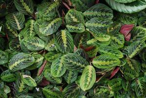 Carousel image 21c7d9551f1477da4d60 best crop 4afa8c923947b8eb232b maranta leuconeura   prayer plant cbg 9.7.17300