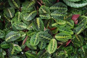 Carousel image 7eb0623e546b2ef1f2ac best crop 21c7d9551f1477da4d60 best crop 4afa8c923947b8eb232b maranta leuconeura   prayer plant cbg 9.7.17300
