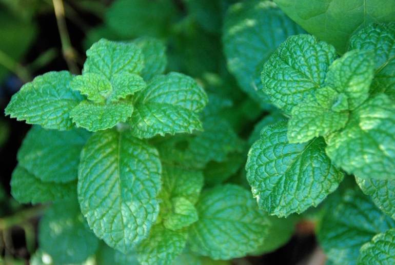 Mint Refreshing And Cool Straight From The Garden Tapinto