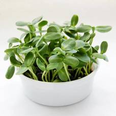 Carousel image ead361e3d6d0f53a03f9 best crop 3f27f90e6b199361c962 mini micros 3 photo courtesy true leaf market300