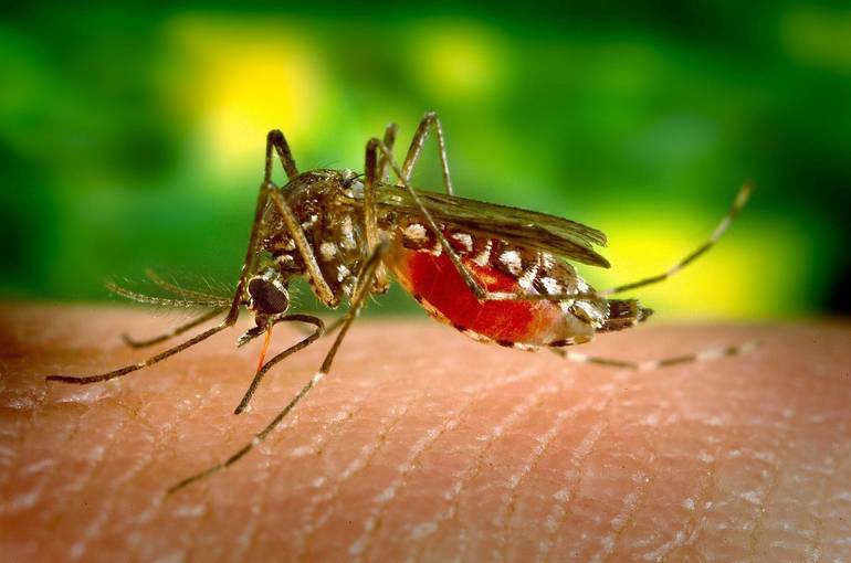 West Nile Virus confirmed, found in horses in Iowa West Nile Virus confirmed, found in horses in Iowa