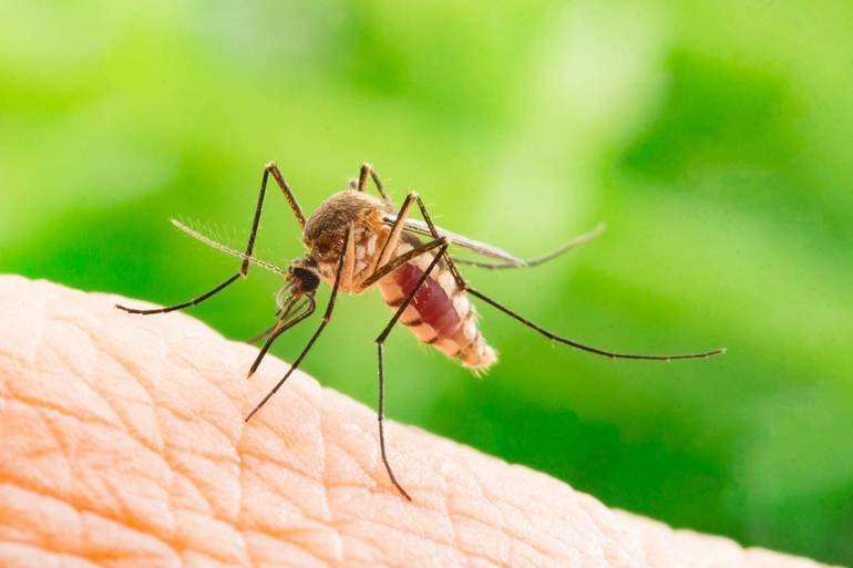Aerial Mosquito Spraying Postponed Indefinitely in Berkeley Heights