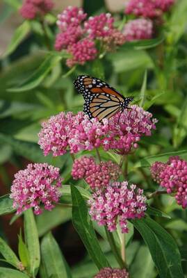 Carousel image 2f45e5a35eee71cecf78 best crop 3ecafb726be694f0b730 monarch on asclepias port grdn tour 300 dpi