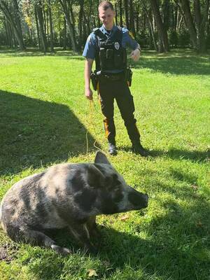 Carousel image 777764a28414cdf073fb best crop 4799252965f8d50adca9 monroe found pig
