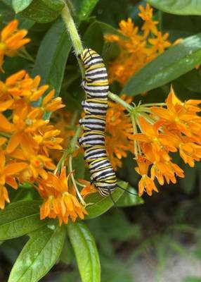Carousel image ef57b2e5b179454585a5 best crop d9b47ef550273135d0e0 monarch caterpillar on asclepias tuberosa photo credit melinda myers