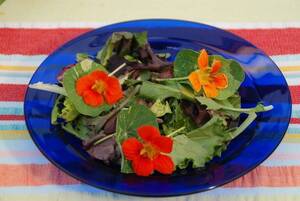 Carousel image 272fac0390a1857bd365 best crop 01241472ed4e4bfa81e2 nasturtium in salad photo credit melinda myers