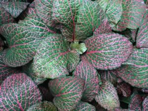 Carousel image 6095a2de0773f314fced best crop 20f90f5f79419213f9a6 nerve plant   fittonia verschaffeltii  red  300dpi