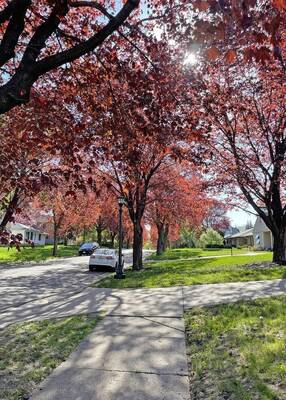 Carousel image 84b0cc0bbbf0259bdaa3 best crop e734c5d4f96d0d1632cd norway maple providing shade photo credit melinda myers