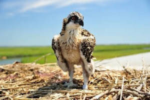 Carousel image ec6d152cf0322a155e26 best crop 880fde07ad3dc995a66e ospreay via njdep
