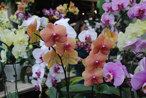 Carousel image 7b796eeb3d20869fab4a best crop 4b5df6534f6cab8a421f phalaenopsis orchid 300dpi mmyers