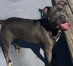 Carousel image e6e8c612d245ecc0c5ad best crop 0b8f182561da85e486b5 pitbull file photo