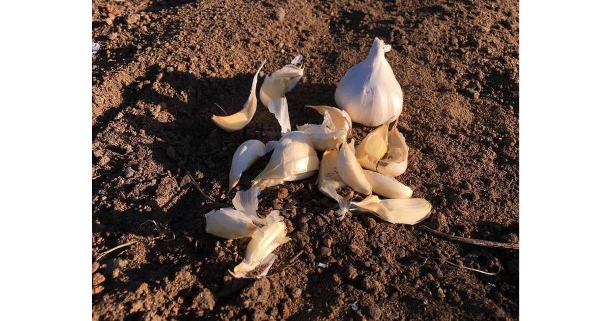 October is the Best Time to Plant Garlic in Your Nutley Garden Nutley