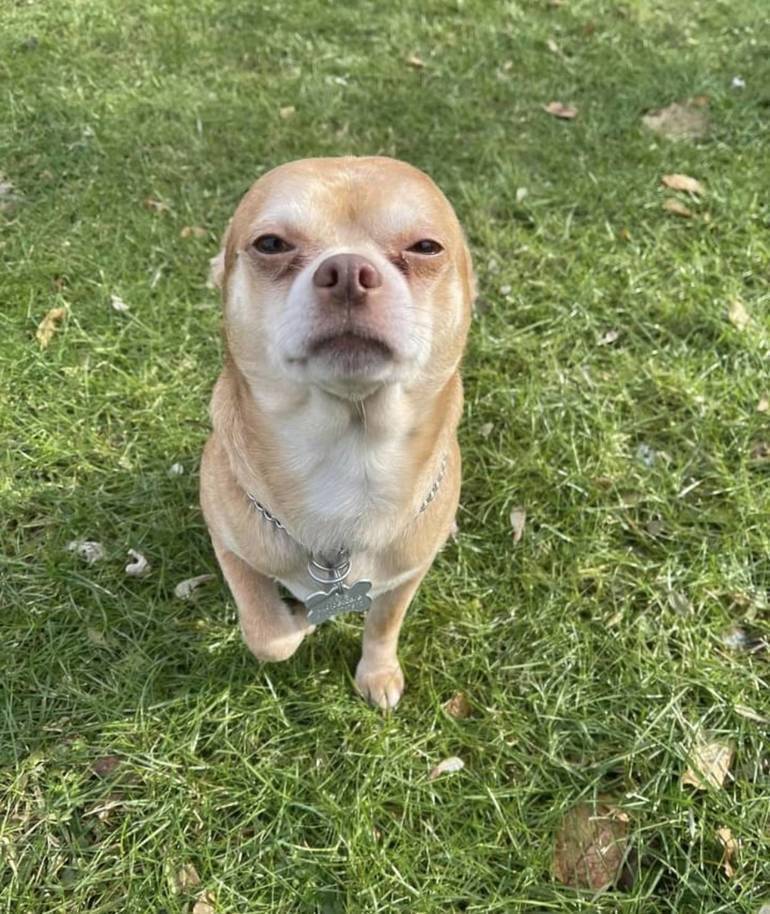 Best crop b275a218da2dbceaa09e d99b9d9c44c7d2ff805b prancer1