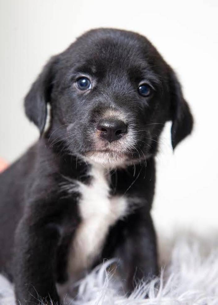 Hey Madison Residents These Puppies Are Looking For Their Furever Homes Madison Nj News Tapinto