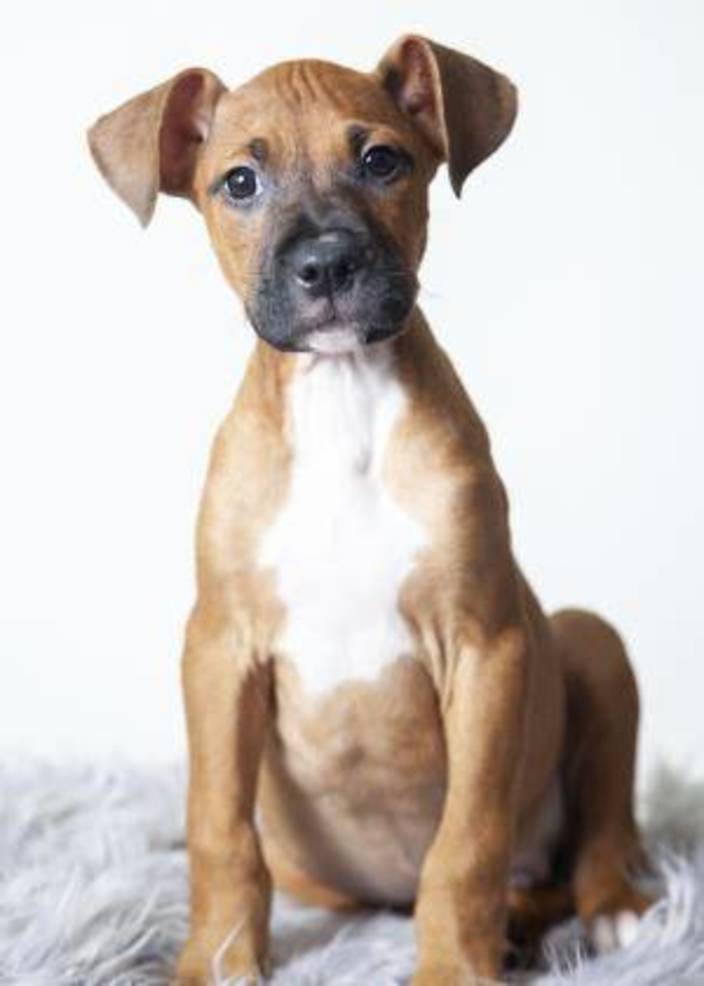 Hey Madison Residents These Puppies Are Looking For Their Furever Homes Madison Nj News Tapinto