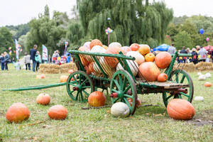 Carousel image 2c75b05b483f0b4fe0ae mini magick20251114 4007326 zuk4d2