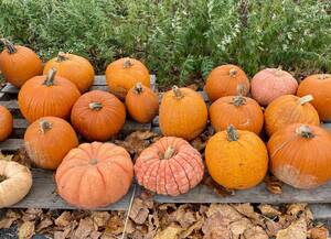 Carousel image 3bcd74cb6d8071be2cd5 mini magick20251015 2698137 esbdal