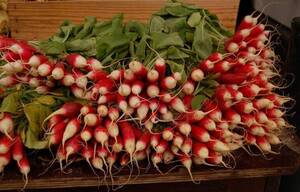 Carousel image b5d8fc2ee0a3e40cb832 best crop 9c773c463325c4f70e2e radish harvest photo credit melinda myers