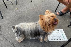 Dog with dog menu at Sheelan's Crossing restaurant in Fanwood, NJ.