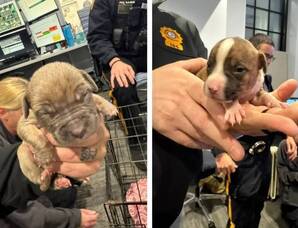 Carousel image 7eee780caf4c7fa7e70e best crop 984d0a escued puppies