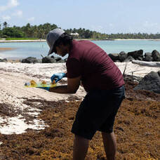 Carousel image 08d3b8d404de459d5d0e best crop ba9d3f155efb0351b211 sargassum collection promo