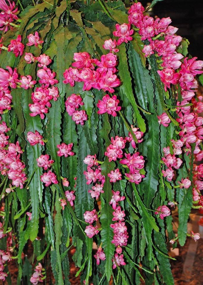 Your Christmas Cactus Will Thrive for Decades With Proper Care Flipboard