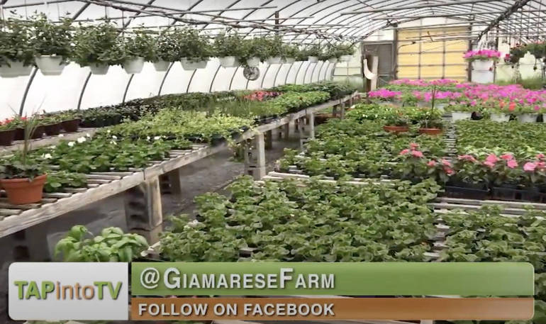 Tapinto East Brunswick Editor Shares Home Gardening Tips From