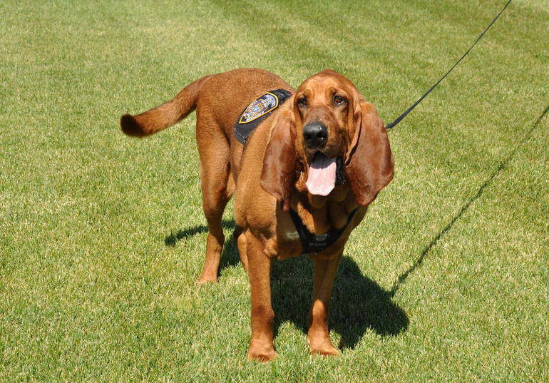 miniature bloodhound