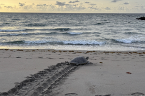 Carousel image 619b4f743500a1742bf4 best crop c2c475ae15c4f389d8ff screenshot 2025 11 01 at 10.36.08 am