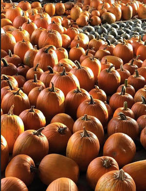 Carousel_image_cff4bd1244ce95ef5fdf_mini_magick20201115-30364-17pagy1