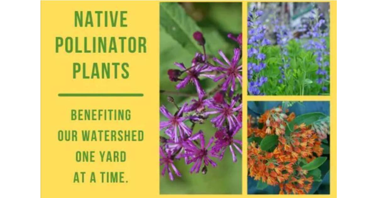 Native Pollinator Plant Sale Overview and Sale to Take Place in Madison