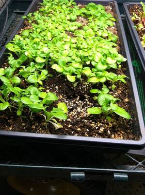 Carousel image f0c193d8a5c2eb5e8d50 best crop 990ad19e954f28e624bc best crop 2857f82ee9ba38f35057 seedlings 300dpi photo credit melinda myers