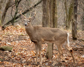 Image of a white-tailed deer in Caldwell, New Jersey