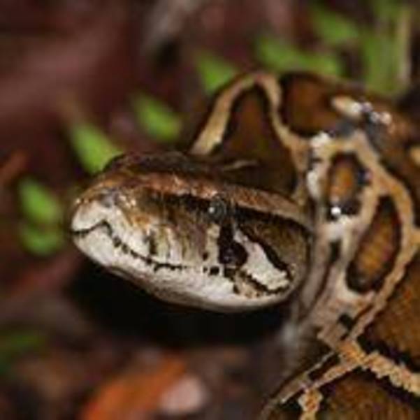 Snake.jpg