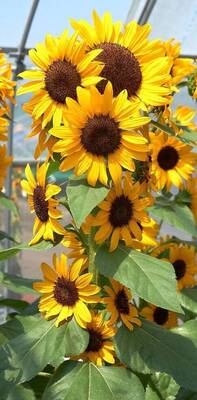 Carousel image 5570ae55c31f619a76fb best crop ce2c5c9764a317ebf41c sunflower concert bell 350dpi photocredit all america selections