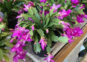 Carousel image b6c69bb7037782f63381 best crop 35cb5de1fa0da37186ec best crop f512f6c96e383a53e8b2 thanksgiving cactus photo credit melinda myers