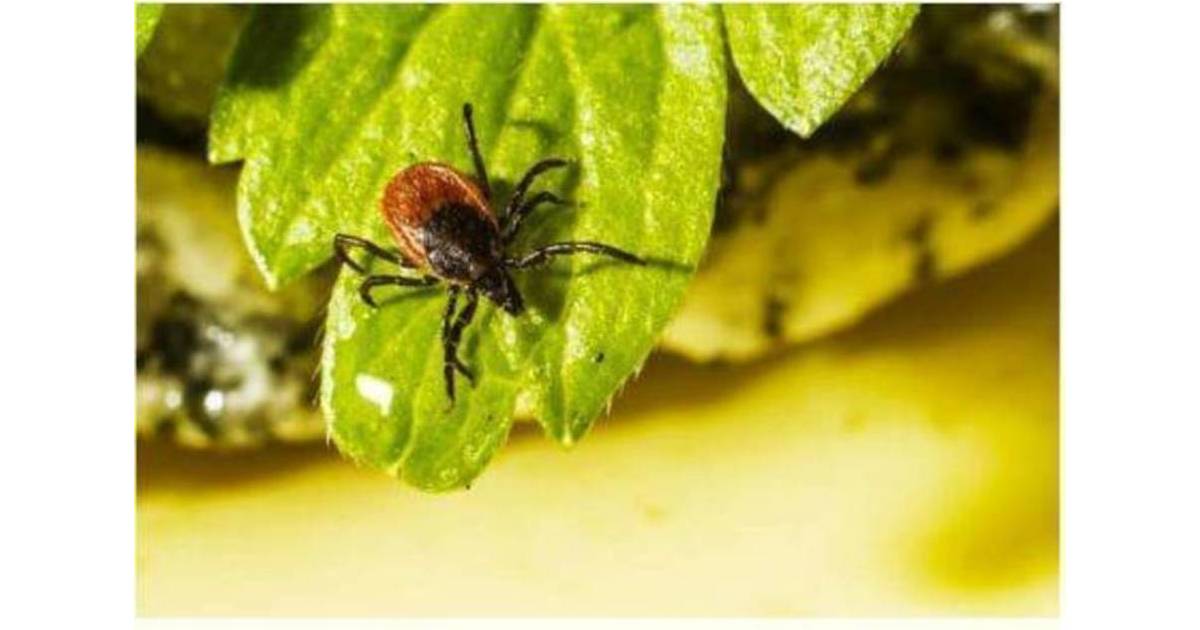 Rutgers Scientists Ask Little Falls Residents and Visitors to Send in ...