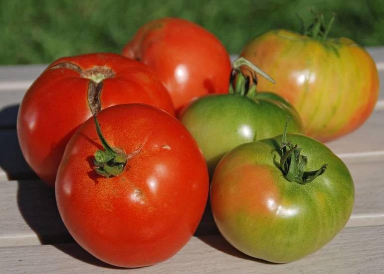 Backyard Gardener S Corner Get The Most From Your Tomato Harvest