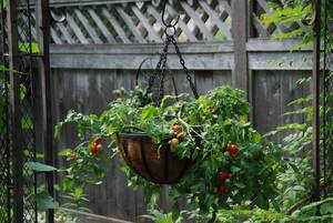 Carousel image 8ecc9e061ccf1c0da2bd best crop 392a2727ae7bb81469c5 tomato in hanging basket grdn tour